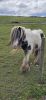 PICTURES/Scotland  Critters/t_Pony (3).jpg